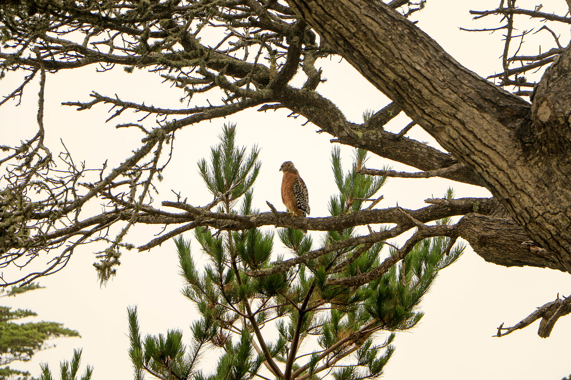 Bird Watching in Monterey