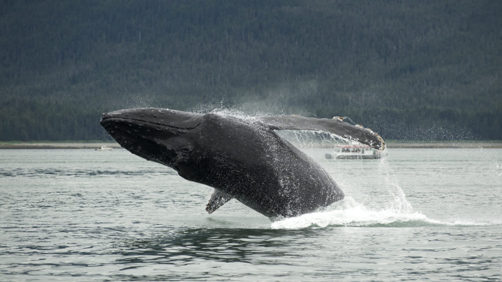 Glacier Bay Humpback Whale | Nation's Vacation