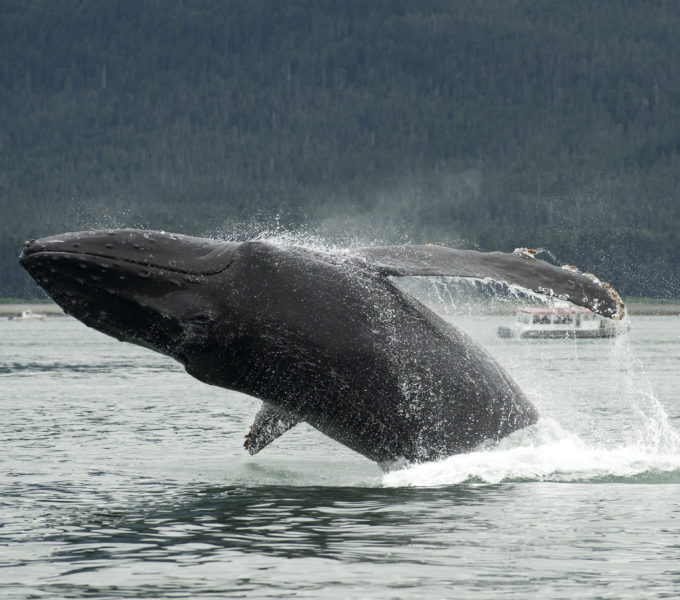 Glacier Bay Humpback Whale