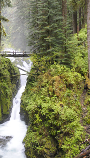 olympic-lake-quinault-rv-campground