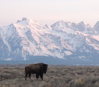 Don’t forget to take in your surroundings while running around the Tetons!