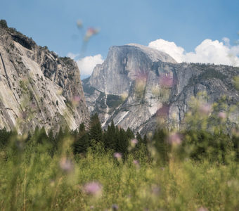 Half Dome, located in Yosemite National Park, among the wildflowers.