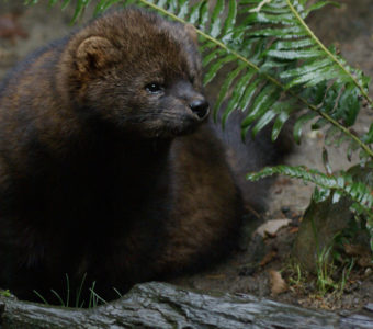 pacific fisher animal